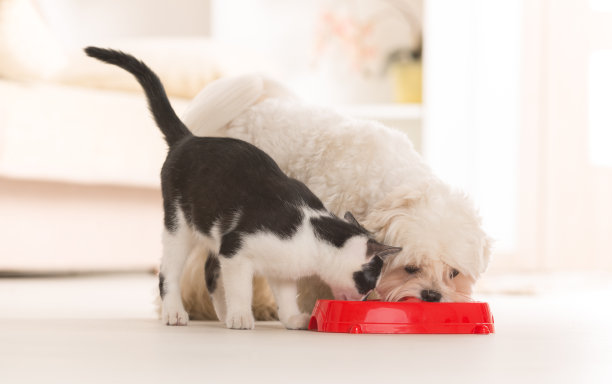 eat