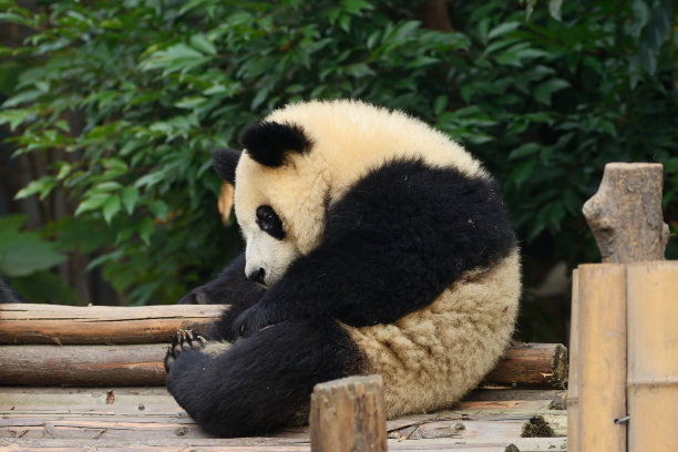 可爱趴着熊猫