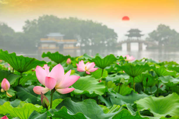 杭州西湖荷花