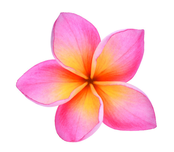 橙色花