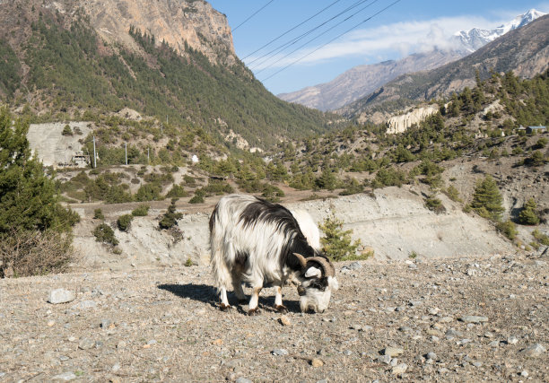 喜马拉雅山羊