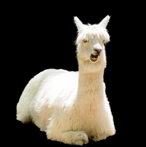 alpaca