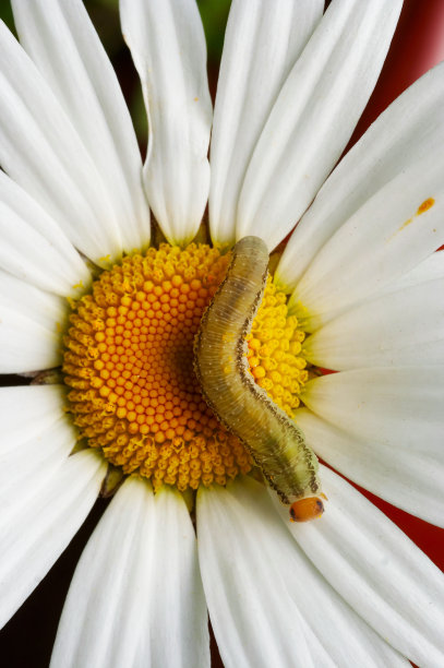 pyrethrum