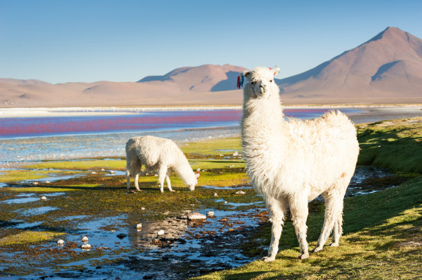 alpaca