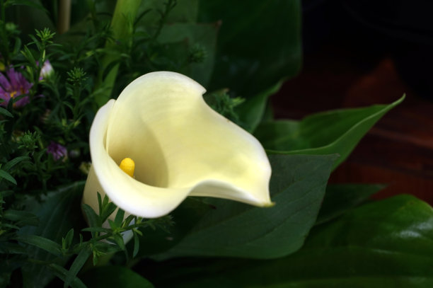 zantedeschia