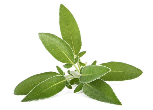 salvia