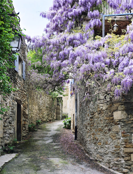 村庄的紫藤花