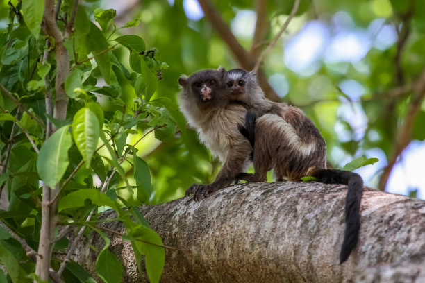 marmoset