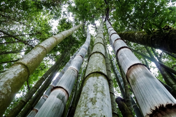 竹林背景竹林墙壁