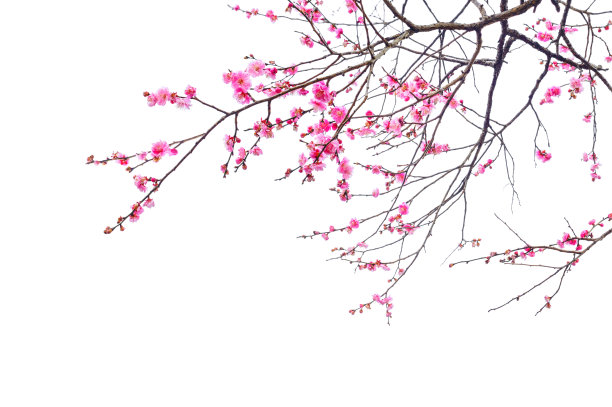 梅花素材