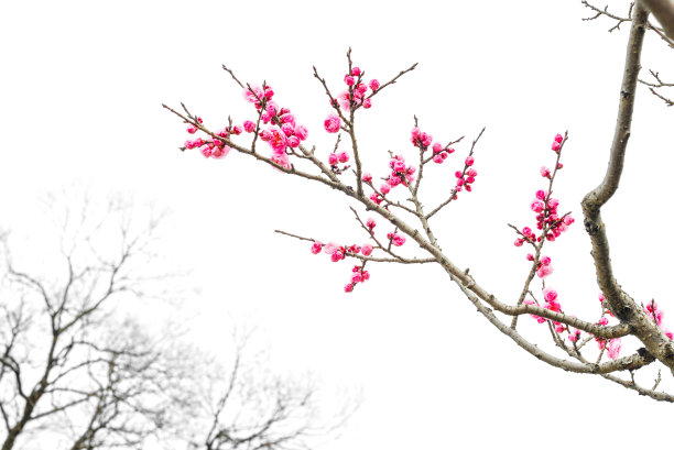 梅花素材