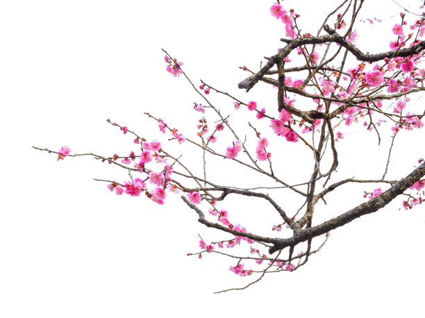 梅花素材