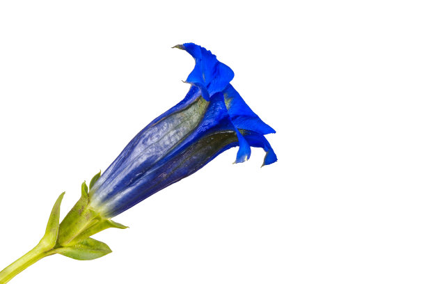 gentian