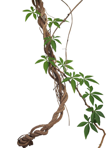 藤本植物
