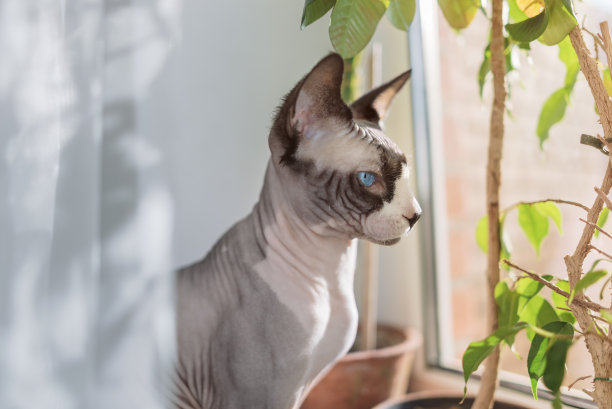 sphinx
