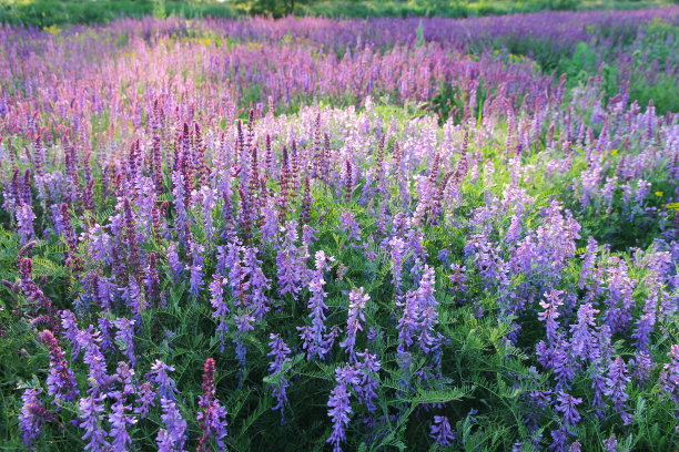 salvia