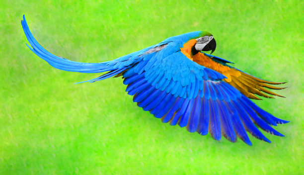 macaws