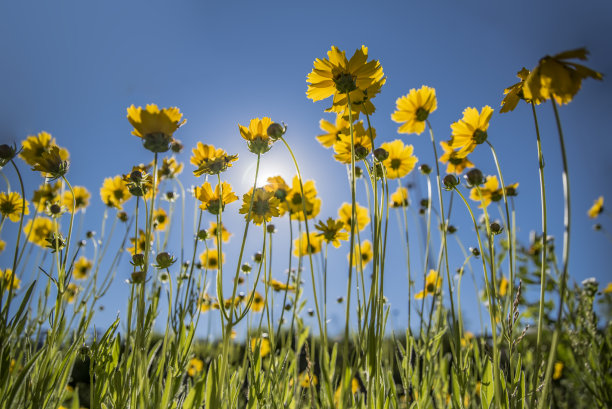 calliopsis