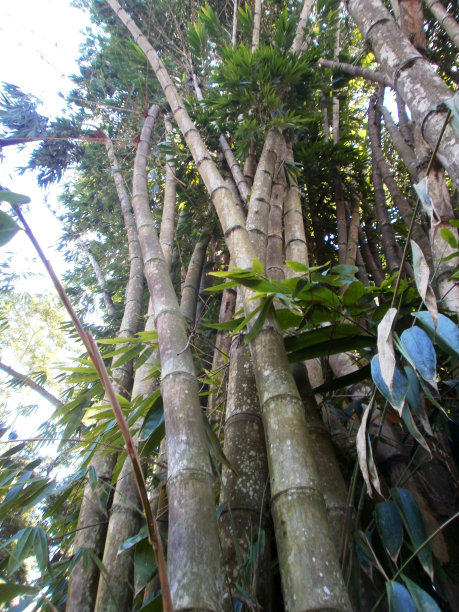 巨竹