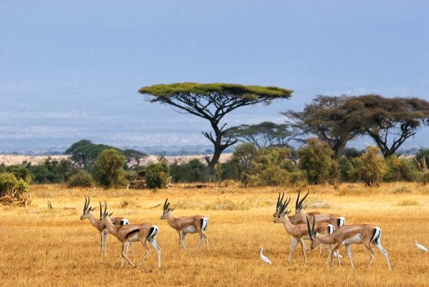 antelope