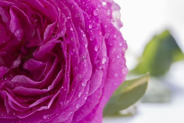 淡紫色玫瑰