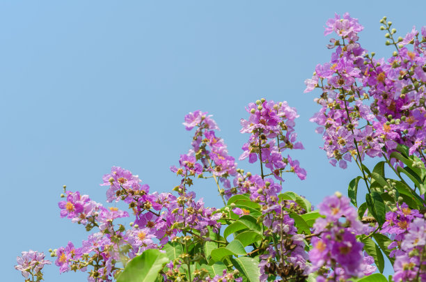 热带森林中的花朵，泰国