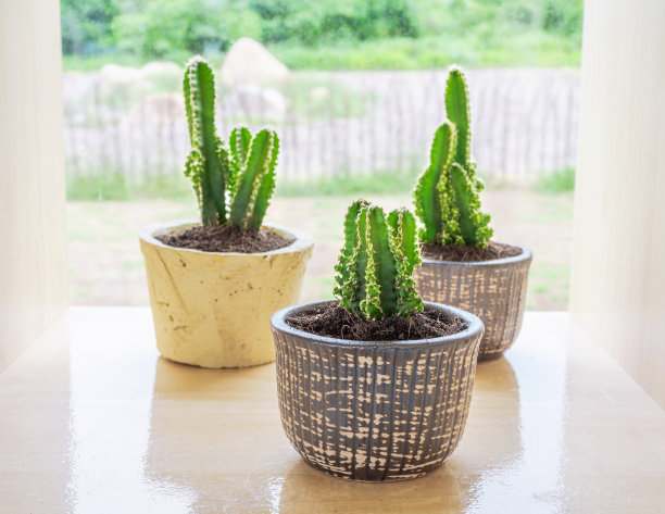 cacti