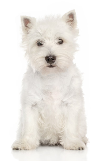 terrier