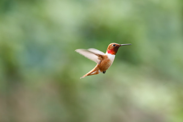 红褐色蜂鸟
