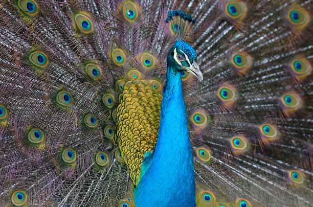 peacock