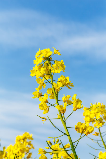油菜花特写