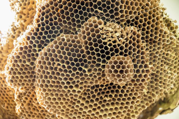 蜂巢蜂箱