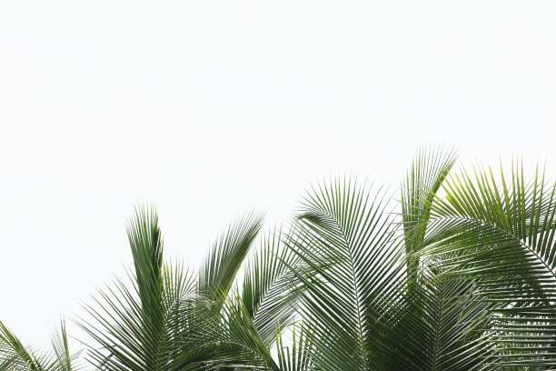 棕榈树叶