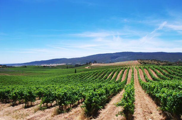 vineyard