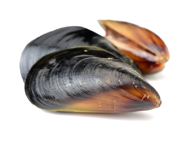 mussels