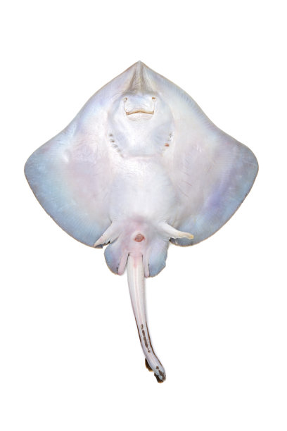 stingray