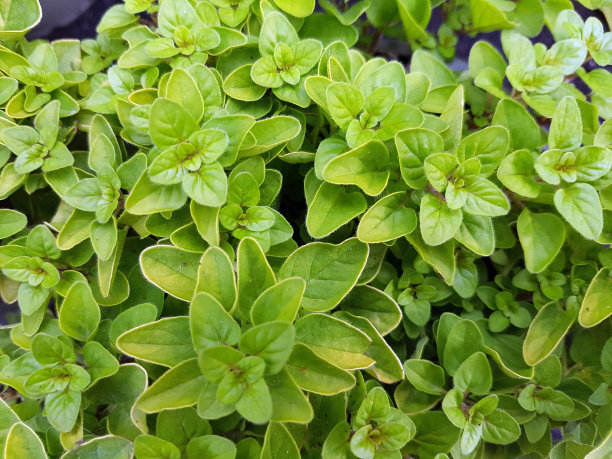 oregano