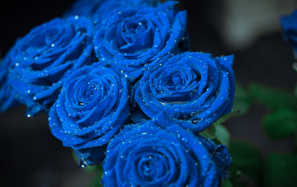 蓝色妖姬 玫瑰