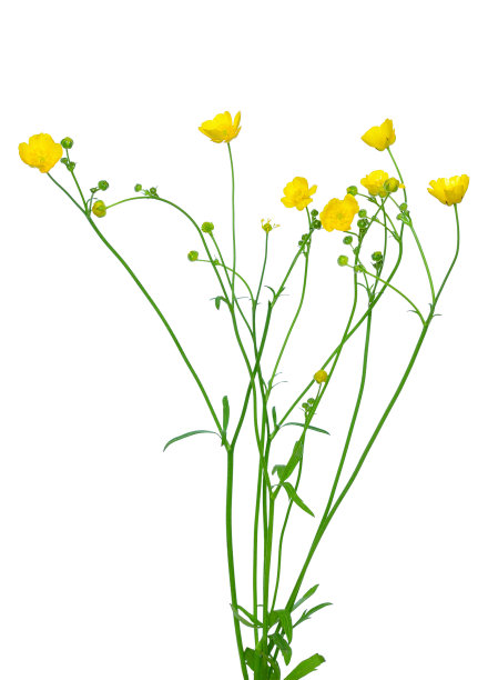 wildflower