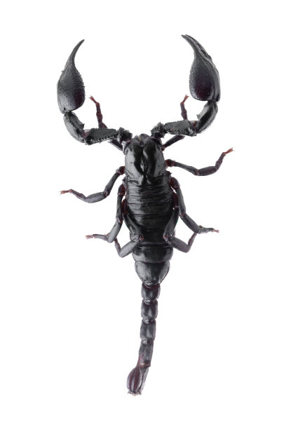 scorpio