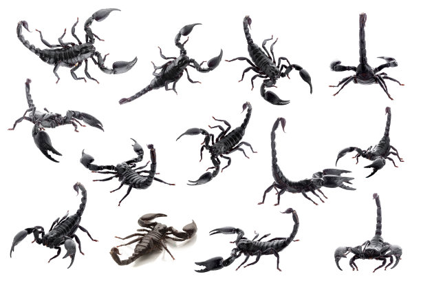 scorpio