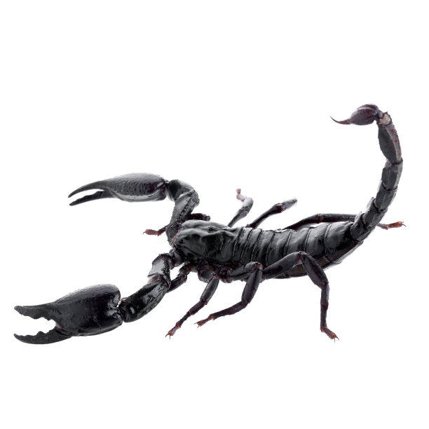 scorpio