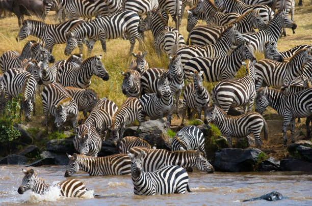 serengeti