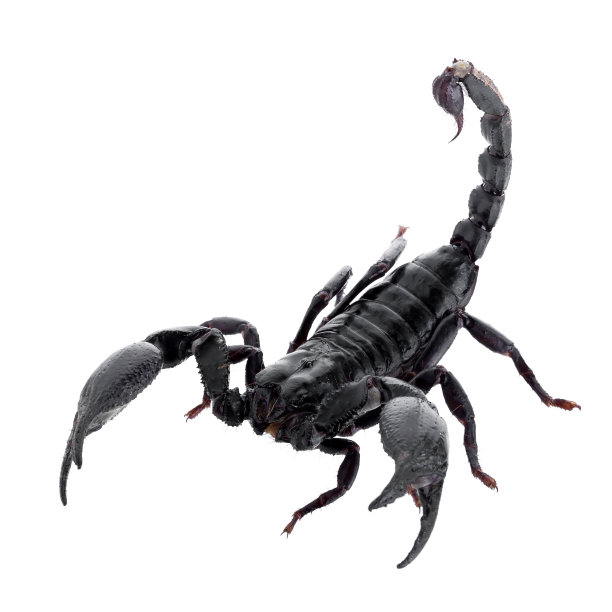 scorpio