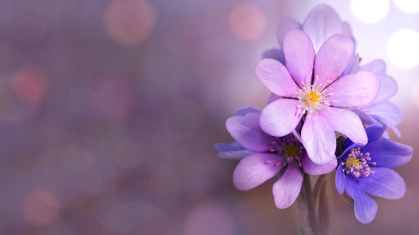 紫色鲜花盛开