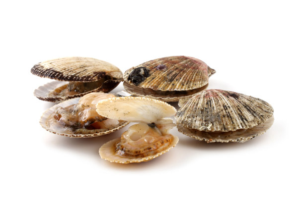cockle
