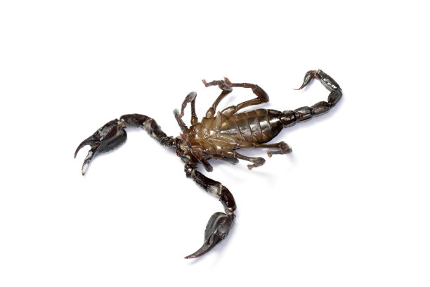 scorpio