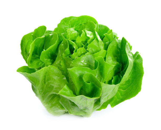 lactuca