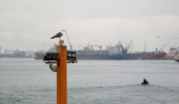 飞鸟蓝色大海壁纸