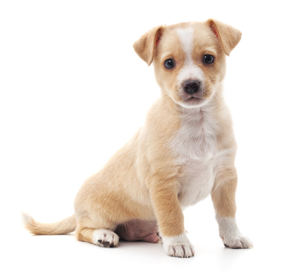 puppy